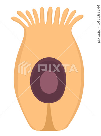 Human cells 143165244