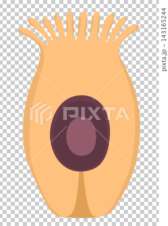 Human cells 143165244