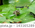 睡蓮の葉で待ち伏せするカエル 143165289