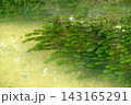 小川の中の水草 143165291