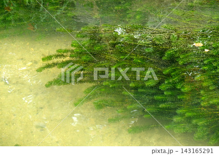 小川の中の水草 小川の中の水草 143165291