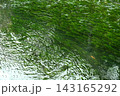 緑の水面に浮かぶ波紋 143165292