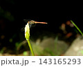草に止まる赤トンボ 143165293