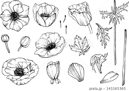 Anemone flower vector floral set. Buds and long stem, large petals and detailed center. Hand drawn line art with black outlines. Realistic spring wildflower for packaging and botanical colouring page. 143165365