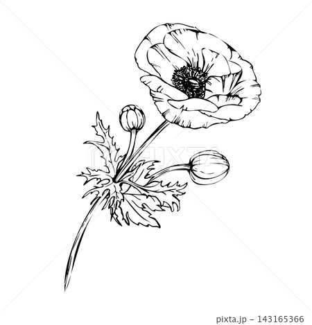 Anemone or poppy flowers, bud with long stem and leaves. Hand drawing vector line art with black ink outlines. Realistic garden windflowers illustration for floral, botanical print. Isolated on white. 143165366