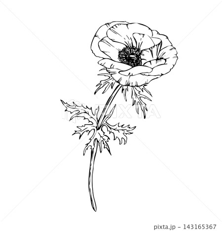 Anemone flower with petals, leaves and long stem. Hand drawn vector line art with black outlines. Realistic spring wildflower for packaging, tattoos and botanical design isolated from background 143165367
