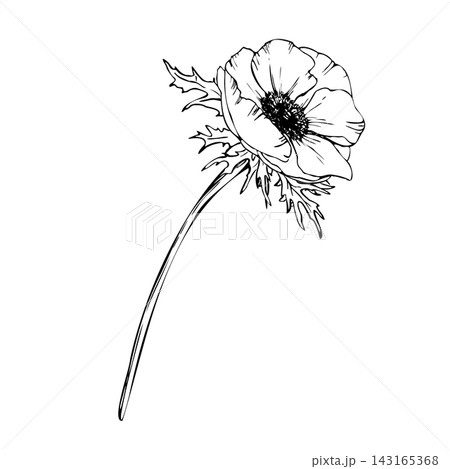 Anemone flower with petals, leaves and long stem. Hand drawn vector line art with black outlines. Realistic spring wildflower for packaging, tattoos and botanical design isolated from background 143165368