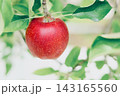 真っ赤に色づいたリンゴ 143165560