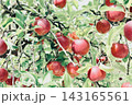 真っ赤に色づいたリンゴ 143165561