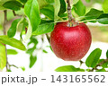 真っ赤に色づいたリンゴ 143165562