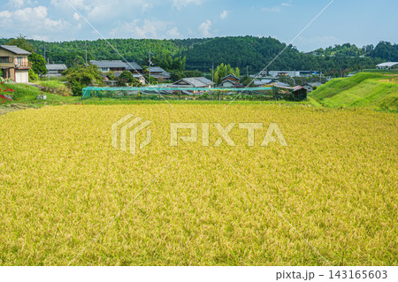 たわわに実る稲穂　滋賀県大津市伊香立 143165603
