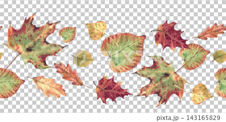 Autumn leaf seamless border from deciduous trees. Realistic hand painted watercolor botanical illustration, fall foliage coloured in red, orange, yellow, green nature pattern isolated from background. Autumn leaf seamless border from deciduous trees. Realistic hand painted watercolor botanical illustration, fall foliage coloured in red, orange, yellow, green nature pattern isolated from background. 143165829
