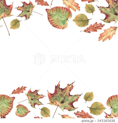 Autumn fall leaf seamless frame from deciduous trees. Realistic hand painted watercolor illustration, Forest foliage coloured in red, orange, gold and green square template isolated from background. Autumn fall leaf seamless frame from deciduous trees. Realistic hand painted watercolor illustration, Forest foliage coloured in red, orange, gold and green square template isolated from background. 143165830