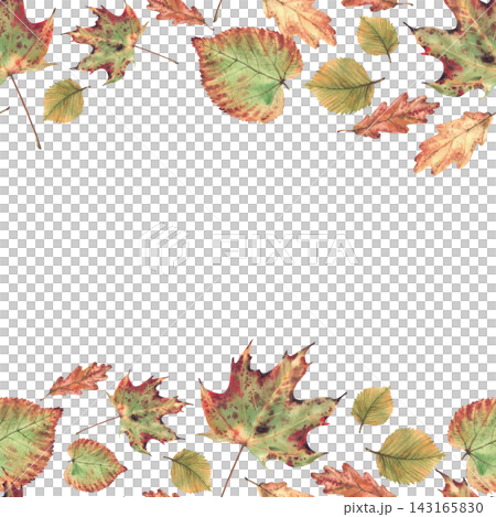 Autumn fall leaf seamless frame from deciduous trees. Realistic hand painted watercolor illustration, Forest foliage coloured in red, orange, gold and green square template isolated from background. Autumn fall leaf seamless frame from deciduous trees. Realistic hand painted watercolor illustration, Forest foliage coloured in red, orange, gold and green square template isolated from background. 143165830