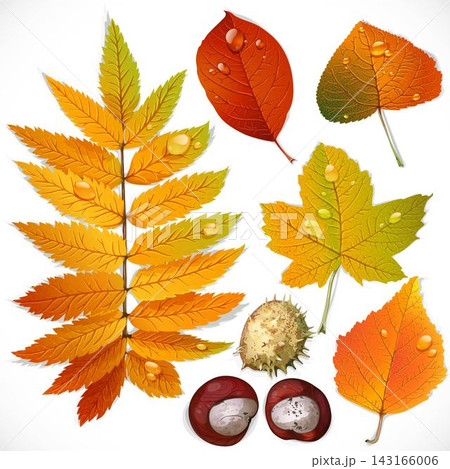 A set of yellow and red autumn leaves and chestnut isolated on a white background 143166006