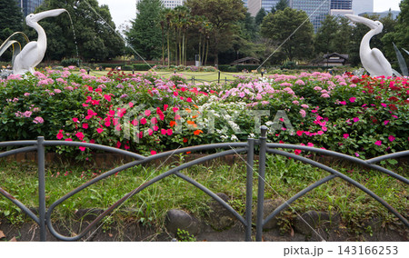 日比谷公園 第一花壇に咲く鮮やかな花々とペリカン噴水 143166253
