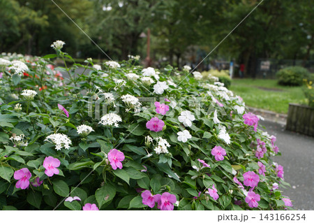 日比谷公園の花壇に咲くピンクのインパチェンスと白い花々 143166254
