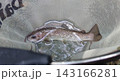 美しい片知川のイワナ① 143166281