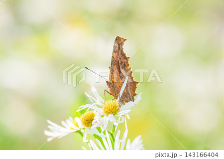 白い花の蜜を吸うキタテハ 143166404