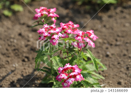 春の公園の花壇に咲く濃いピンク色の花びらに中心が白いバーベナの花 春の公園の花壇に咲く濃いピンク色の花びらに中心が白いバーベナの花 143166699