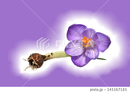 Saffron, crocus, flower with its corm. Saffron, crocus, flower with its corm. 143167183