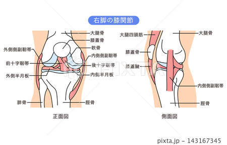 膝関節のしくみ　正面図と側面図　靭帯　構造 143167345