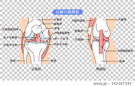 膝関節のしくみ　正面図と側面図　靭帯　構造 143167345