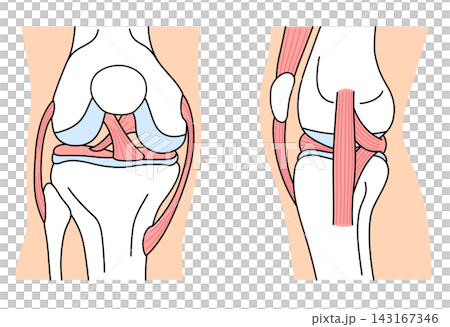 Structure of the knee joint: Front view and side view; ligaments; structure Structure of the knee joint: Front view and side view; ligaments; structure 143167346