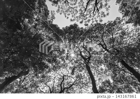 モノクロの樹冠から放たれる太陽の輝きと光芒 2024年5月 143167861