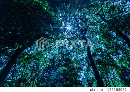 蒼い静寂の木立ちで見上げる強烈な太陽の光芒 2024年5月 蒼い静寂の木立ちで見上げる強烈な太陽の光芒 2024年5月 143168081