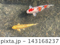 透明な水の中を泳ぐ色鮮やかな錦鯉 143168237