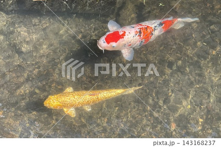 透明な水の中を泳ぐ色鮮やかな錦鯉 透明な水の中を泳ぐ色鮮やかな錦鯉 143168237