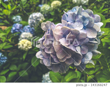 雨上がりの紫陽花群 雨上がりの紫陽花群 143168247