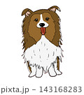 シェットランドシープドッグのイラスト 143168283