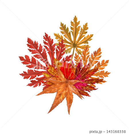 Watercolor Asian maple leaf cluster in vivid red, orange and golden autumn colors. Hand-painted botanical arrangement for cards, invitations, labels, packaging, stationery and seasonal decor Watercolor Asian maple leaf cluster in vivid red, orange and golden autumn colors. Hand-painted botanical arrangement for cards, invitations, labels, packaging, stationery and seasonal decor 143168338