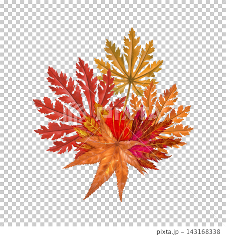 Watercolor Asian maple leaf cluster in vivid red, orange and golden autumn colors. Hand-painted botanical arrangement for cards, invitations, labels, packaging, stationery and seasonal decor Watercolor Asian maple leaf cluster in vivid red, orange and golden autumn colors. Hand-painted botanical arrangement for cards, invitations, labels, packaging, stationery and seasonal decor 143168338