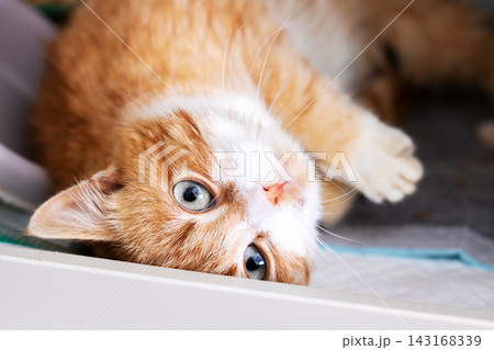 Young ginger tabby kitten lying on side looking up with bright blue eyes in soft indoor light beside fabric and plastic edge, cozy close portrait view indoors Young ginger tabby kitten lying on side looking up with bright blue eyes in soft indoor light beside fabric and plastic edge, cozy close portrait view indoors 143168339