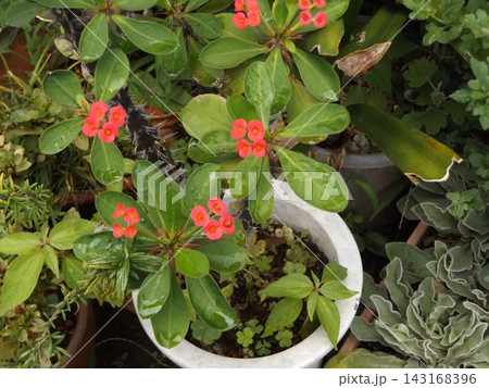 キリンのように細身の体の上に花を付けるハナキリン キリンのように細身の体の上に花を付けるハナキリン 143168396