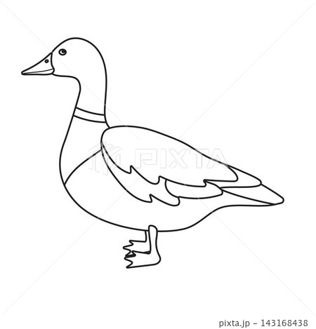 Vector flat outline duck isolated 143168438