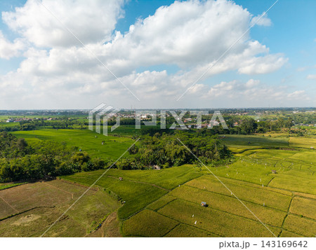 Aerial Lumajang Rice Fields and Rural Village Landscape Aerial Lumajang Rice Fields and Rural Village Landscape 143169642