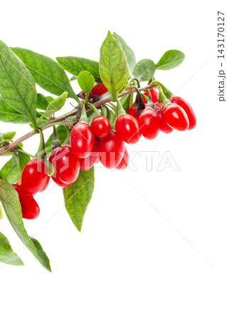 Ripe goji berries growing on branch against white background 143170127