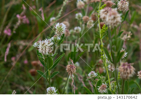 Mountain clover in a vibrant meadow showcasing delicate white flowers surrounded by diverse grass and wildflower species during summer blooms Mountain clover in a vibrant meadow showcasing delicate white flowers surrounded by diverse grass and wildflower species during summer blooms 143170642