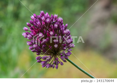 Round-headed leek blooms showcase vibrant purple flowers attracting pollinators in a garden setting under soft daylight 143170644