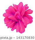 Bright pink abstract 3D flower isolated on clear white background. 143170830
