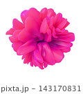 Stunning magenta abstract 3D blossom isolated on white background. 143170831