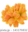 Vibrant orange abstract 3D flower bloom isolated on white background. 143170832