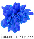Deep blue abstract 3D floral bloom isolated on white background. 143170833