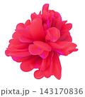 Red abstract 3D floral shape isolated on pure white background. 143170836