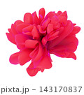 Crimson red abstract 3D flower bloom isolated on white background. 143170837