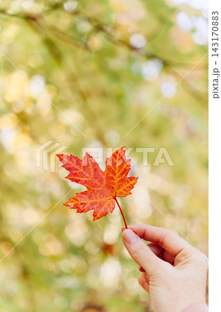 Woman holding red autumn maple leaf in hand 143170883